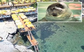 Karaburun'da fokların yuvasına iskele kurdular!