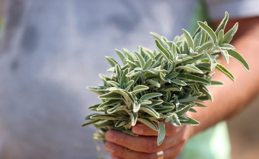 Buca Belediyesi tıbbi adaçayı ihraç edecek