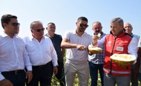 Foça Gerenköy'de Kavun Hasat Şenliği