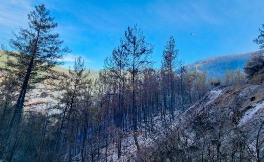 Alanya'daki orman yangını kontrol altına alındı