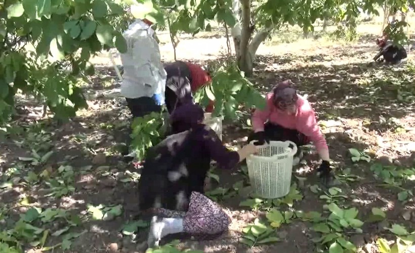 Bergamalı ceviz üreticisi isyanda!