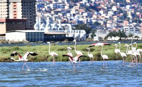 Doğaseverler Flamingo Festivali’nde buluşacak