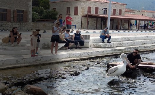 Pelikan 'Tosun' bu yaz da Foça'yı tercih etti