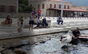 Pelikan 'Tosun' bu yaz da Foça'yı tercih etti