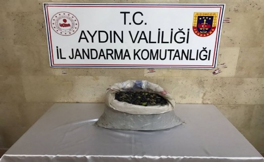 Efeler'de bir bahçeden 300 kilo zeytin çalındı