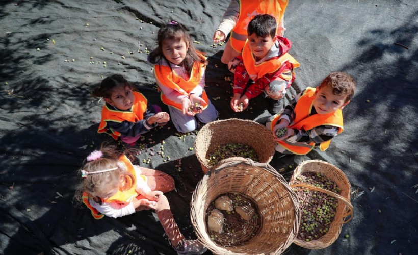 Aliağalı minik öğrenciler Şakran’da zeytin hasadı yaptı