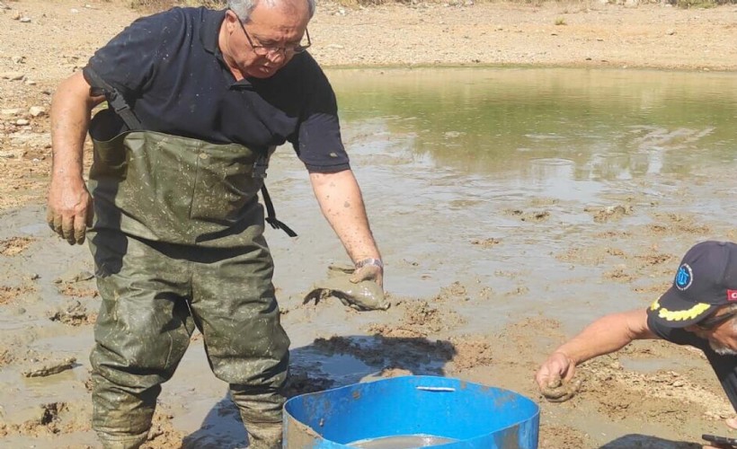 Bodrum'da kuruyan göletteki balıklar kurtarıldı