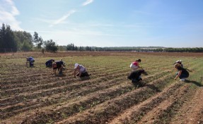 Buca’da dayanışmayı büyüten CHP’li kadınlar, bağış arazisine 8 bin fide dikti