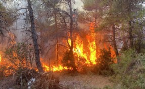 Çanakkale’de orman yangını