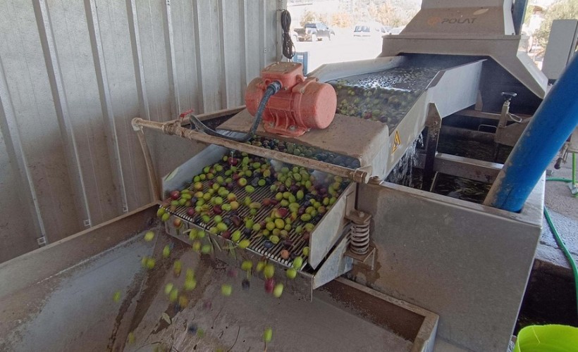 Foça'da erken hasat zeytin sıkımı başladı