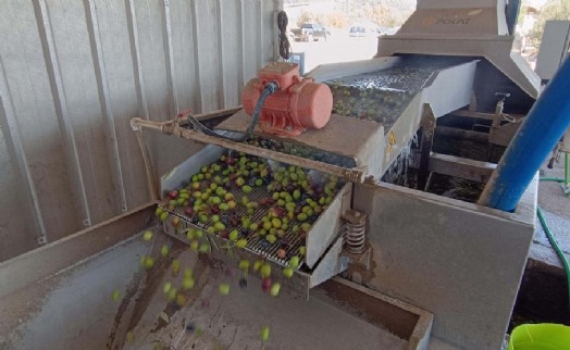 Foça'da erken hasat zeytin sıkımı başladı