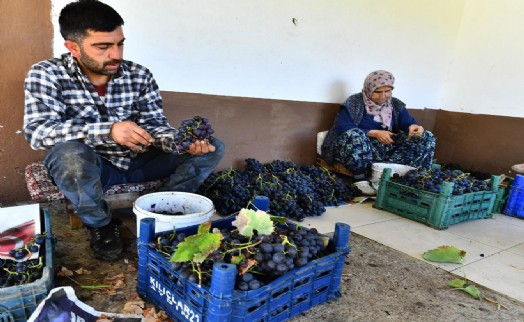 İzmir Büyükşehir Belediyesi 10 ton Kavacık üzümü dağıtıyor