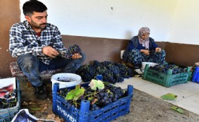 İzmir Büyükşehir Belediyesi 10 ton Kavacık üzümü dağıtıyor