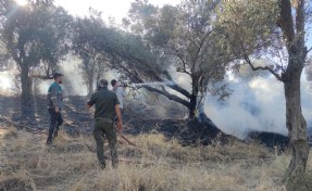 İzmir'de tarım arazisinde yangın, 15 dönüm zeytinlik zarar gördü