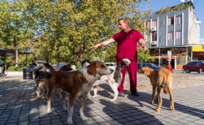 İzmir’de sahipsiz köpeklerin sayımı başladı