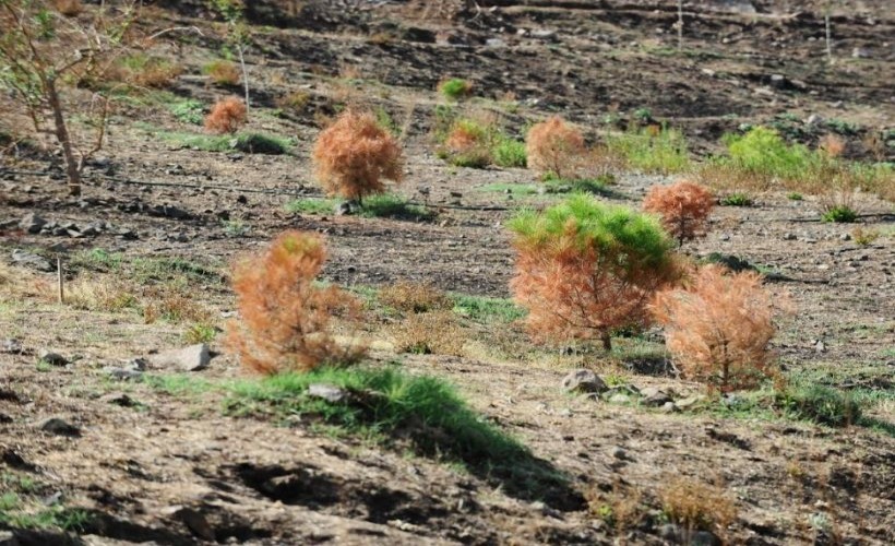 Karşıyaka Kent Ormanı’na can suyu! Yanan orman alanı yeniden yeşilleniyor