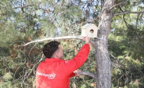 Kuş evleri yapıp, ağaçlara astılar; doğayı temizlediler