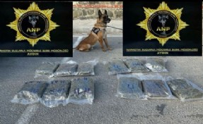 Kuşadası'nda, otomobilde 13 kilogram skunk ele geçirildi