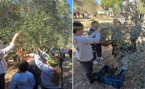 Öğrenciler zeytin hasadına katıldı