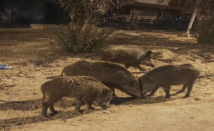 Didim'de aç kalan yaban domuzları şehre indi