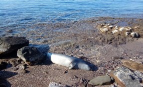 Bodrum'da karaya ölü fok vurdu