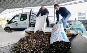 Bornova’da zeytin üreticilerine lojistik destek