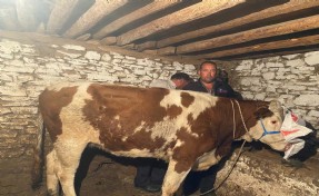 Manisa'da satıldığı çiftlikten kaçan inek, 42 gün sonra Denizli'de bulundu