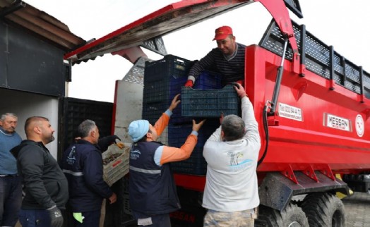 Seferihisar’da zeytinyağı sezonu açıldı