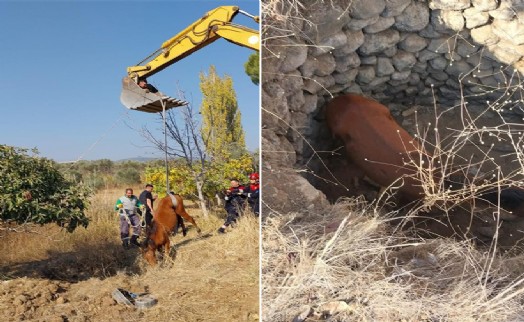 Su kuyusuna düşen yılkı atı kurtarıldı