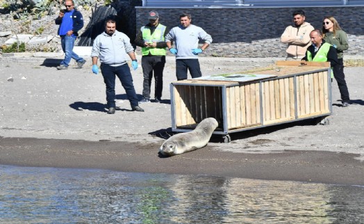 Tedavisi tamamlanan Akdeniz foku mavi sularla buluştu