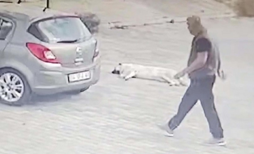 Yolda yatan köpeği ezen sürücü yakalandı