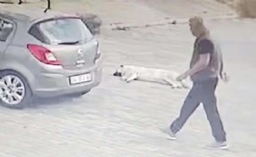 Yolda yatan köpeği ezen sürücü yakalandı