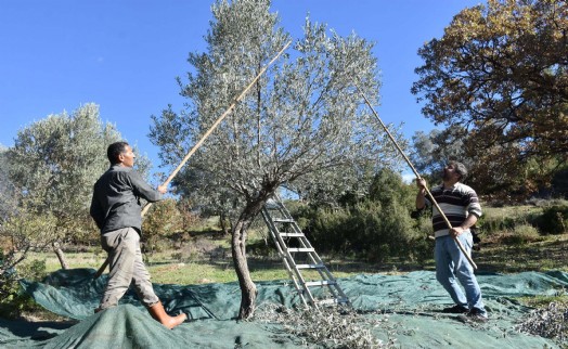 Asırlık zeytin ağaçlarında hasat