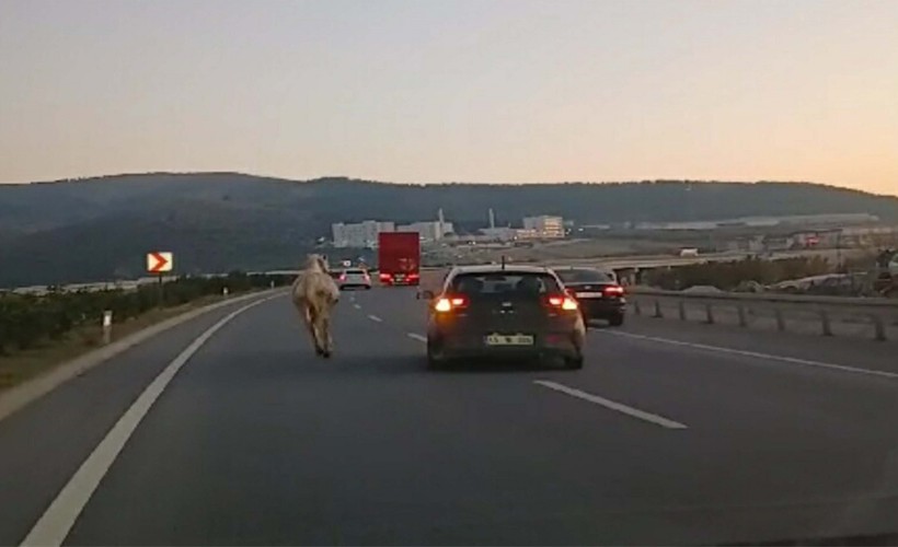 İzmir-İstanbul Otoyolu'nda panik! Sürücüler zor anlar yaşadı