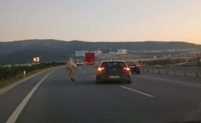 İzmir-İstanbul Otoyolu'nda panik! Sürücüler zor anlar yaşadı