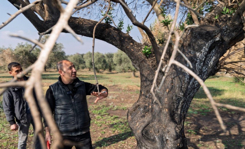 Büyükşehir yanan zeytin ağaçlarının yaşatılması için çalışma başlattı