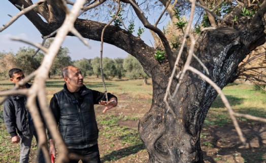 Büyükşehir yanan zeytin ağaçlarının yaşatılması için çalışma başlattı