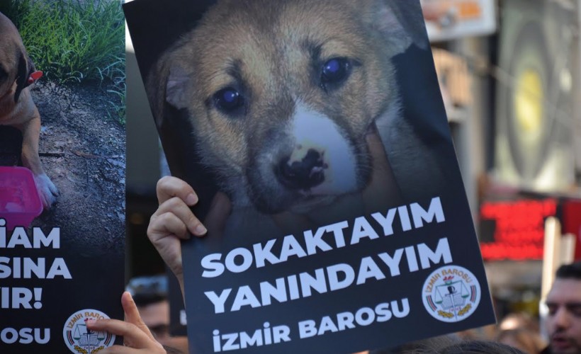 İzmir Barosu'ndan hayvan hakları mücadelesi: 'Yönetmeliğin iptali için Danıştay'a davamızı açtık'