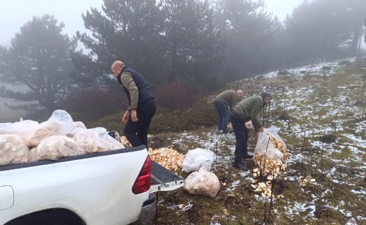 Manisa'da yaban hayvanları için doğaya yem bırakıldı