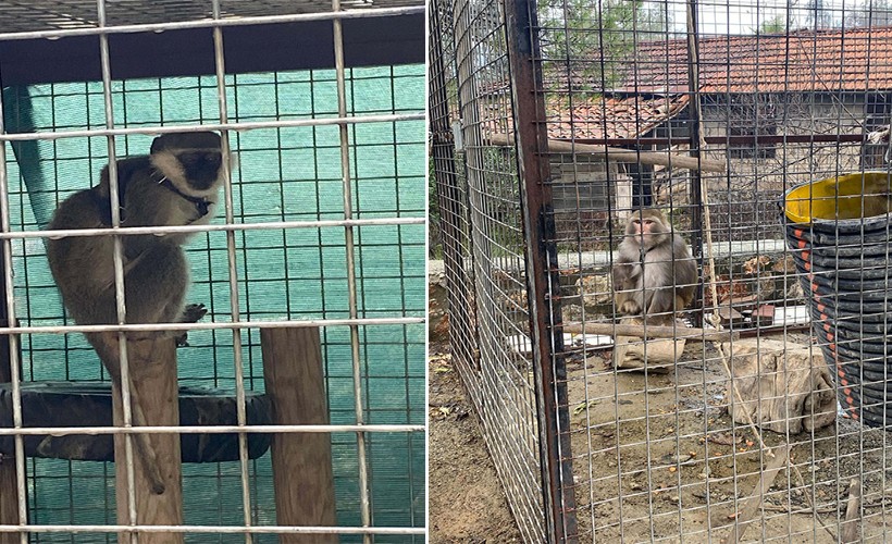 Muğla'da beslenmesi yasak 2 maymun ele geçirildi