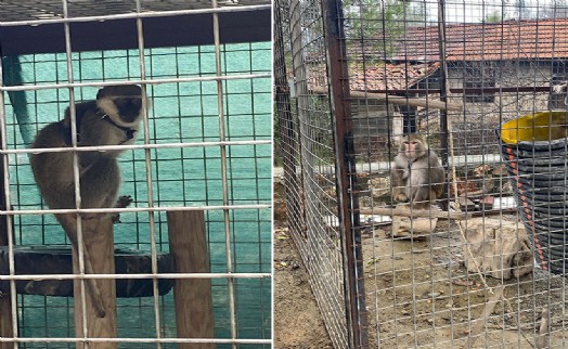 Muğla'da beslenmesi yasak 2 maymun ele geçirildi