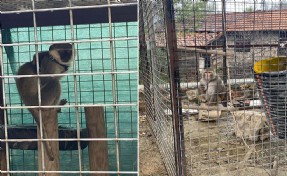 Muğla'da beslenmesi yasak 2 maymun ele geçirildi