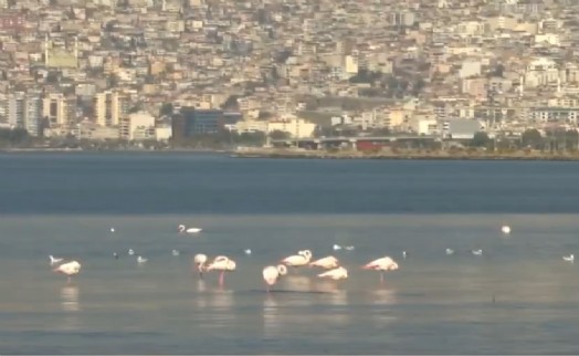 Temizlik çalışmaları sonuç verdi! Körfez'de flamingolar görüldü