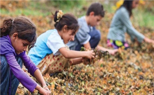 10 yılda 671 çocuk işçi hayatını kaybetti