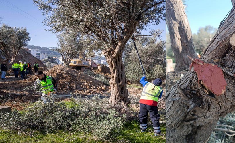 Buca Onat Tüneli’nin güzerghında özel çalışma: Zeytin ağaçları taşınıyor