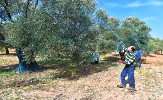 Büyükşehir’den zeytin üreticisine bordo bulamacı desteği