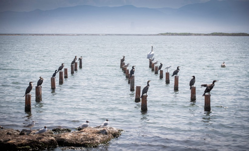 Flamingo Doğa Parkı’nda yüzde 80’lere gelindi