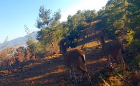 Muğla'da yaban hayatı çeşitliliği fotokapanlara yansıdı