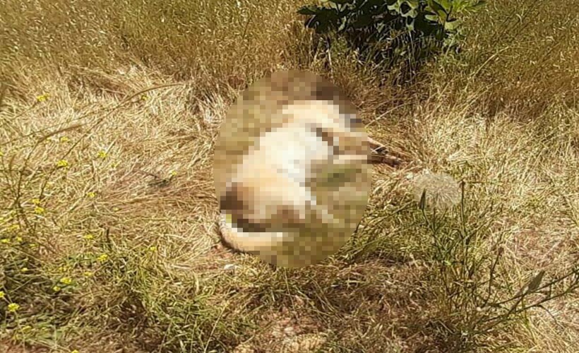 Vicdansızlar! 2 köpek ile 2 kediyi zehirleyip katlettiler