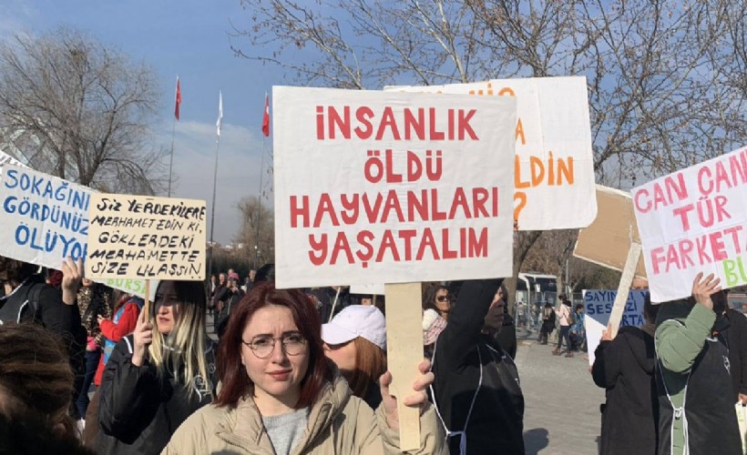 AK Parti'nin 'hayvan hakları yasa teklifi' hazırlanıyor: ‘Uyutma’ gündemde!